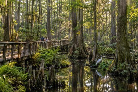 Boardwalk winding through a cypress swamp with a white egret standing in dark water