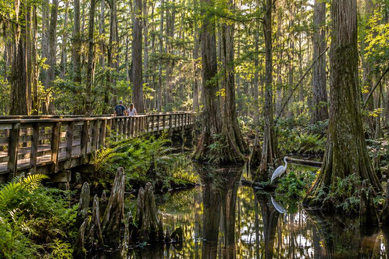 Boardwalk trail through an old growth cypress swamp with wading birds